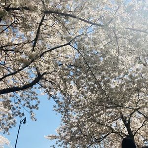 Meet your Posher, Carolina